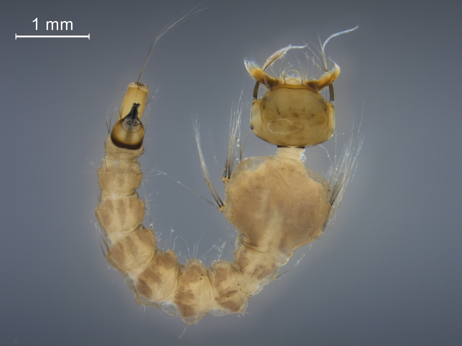 Coquillettidia richiardii